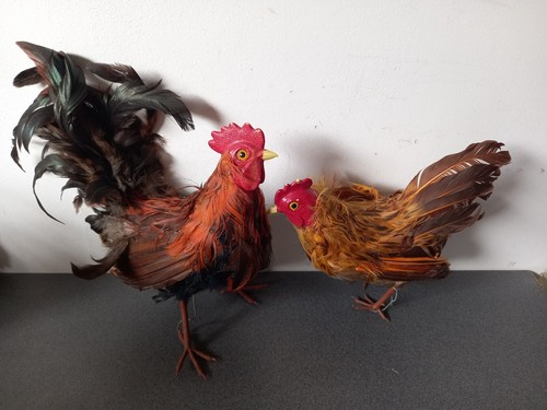Coppia gallina gallo in - coppia,