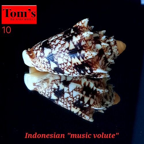 Voluta chrysostoma - , f