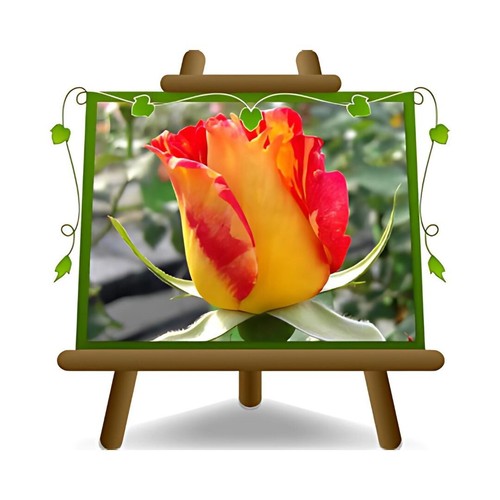 Rosa rampicante kron rosso - rosa,