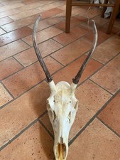 Trofeo teschio cervo fusone - di,