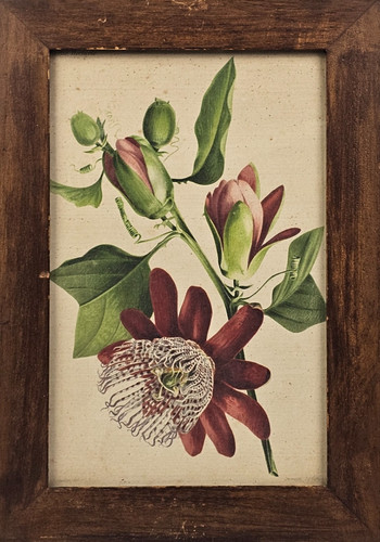 Stampa antica botanica - antica,