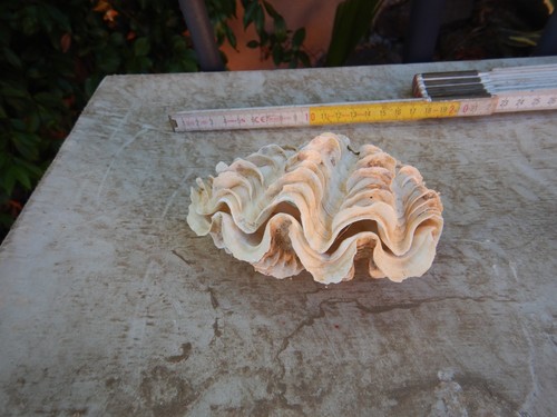 Conchiglia tridacna crocea - conchiglia,