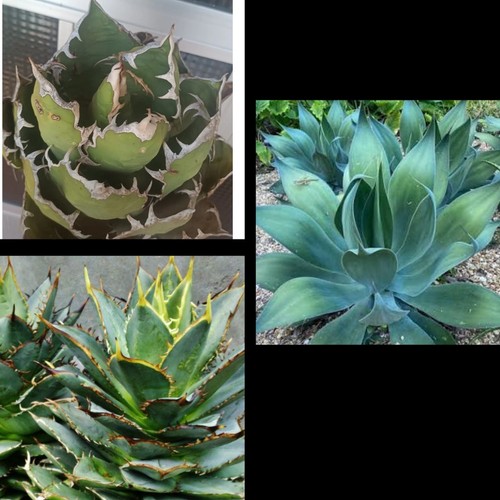 Semillas agave 120 - semillas,