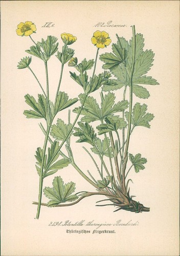 Chromolithographie - ,