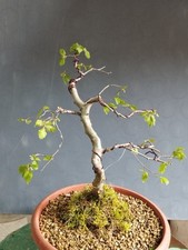 Bonsai Carpino Bianco 39x7cm In Vaso Pianta Interno Esterno  Yamadori Albero🪾🪾