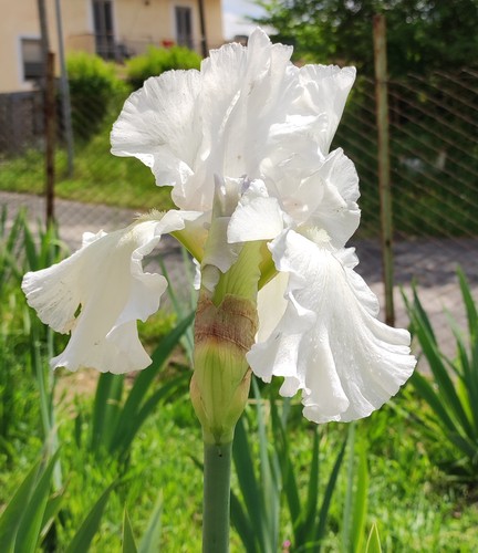 Rizoma iris germanica - rizoma,