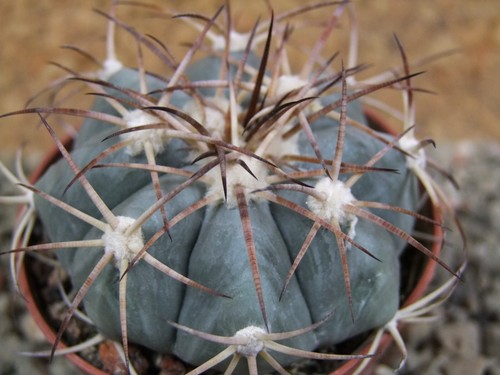 6a101 echinocactus - 6a101,