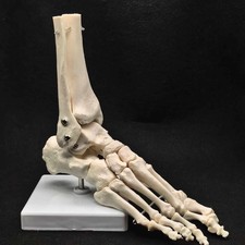 Scheletro anatomico funzionale