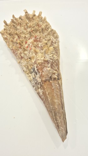 Pinna rudis rare shell - pinna,