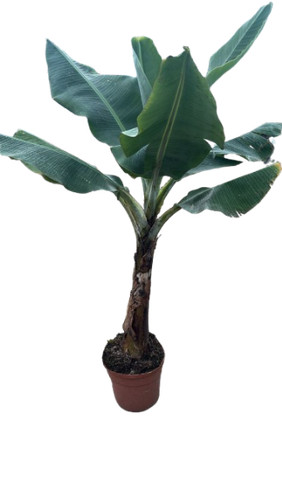 Musa dwarf cavendish