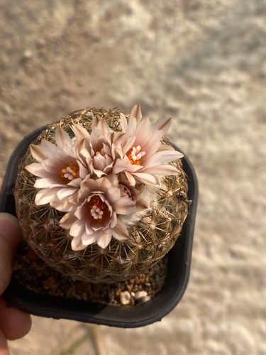 Turbinicarpus saueri ssp