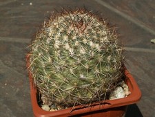 Pediocactus simpsonii ssp