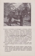 MILITARI: il mulo in guerra 