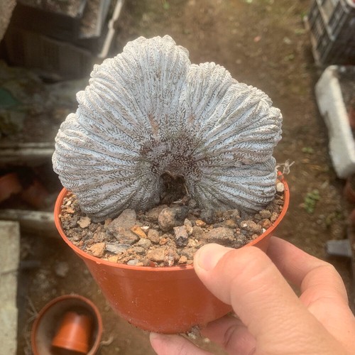 Pianta cactus succulenta 10 - pianta,