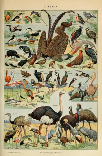 Struzzi emù zoologica - struzzi, ed