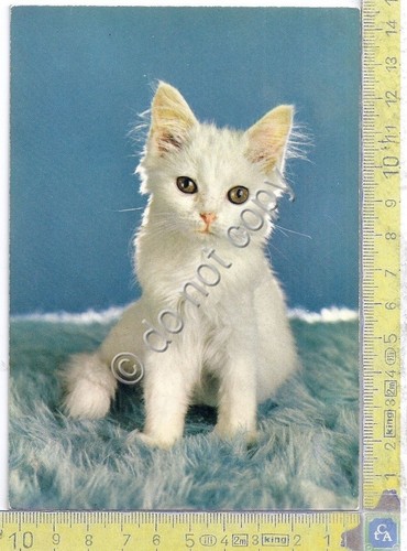 Cartolina postcard - ,
