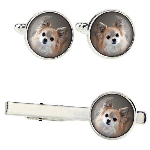 Set chihuahua pelo lungo - set, a