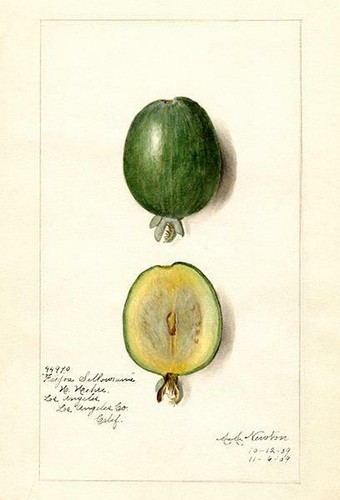 Feijoa acca sellowiana - acca,
