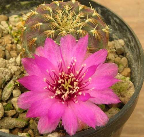 2056 cactus sulcorebutia - 2056-cactus,