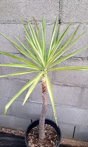 Yucca gigantea silver - yucca,