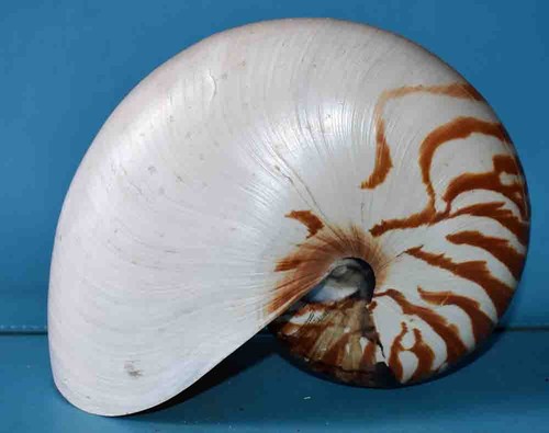 Sea shell coquillages - -,
