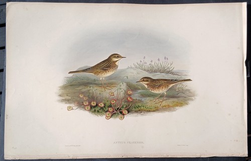 John gould uccelli - uccelli, ornitologia