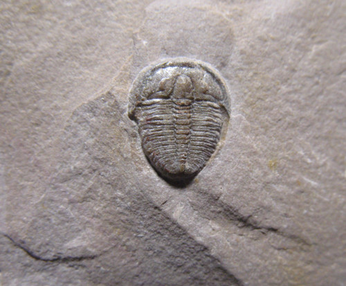 Cambrian elrathia kingi - cambrian,