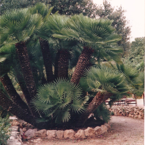 Foto vintage colori palme - vintage, a