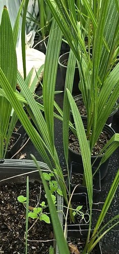 Year old medjool - 15+", date