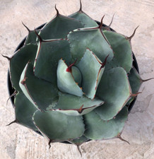 Agave parryi truncata - parryi,