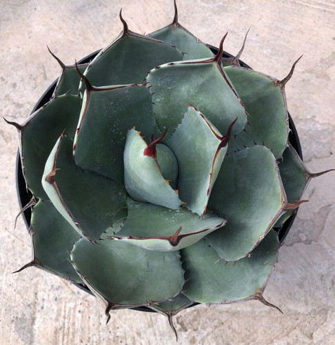 Agave parryi truncata - agave,