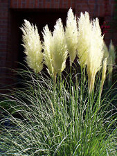 CORTADERIA SELLOANA BIANCO - ERBA DI PAMPA, 50 SEMI