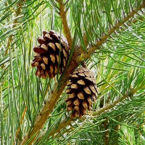 Pino emodi pinus roxburghii - emodi,