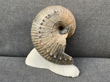 Green Ammonite Nodule