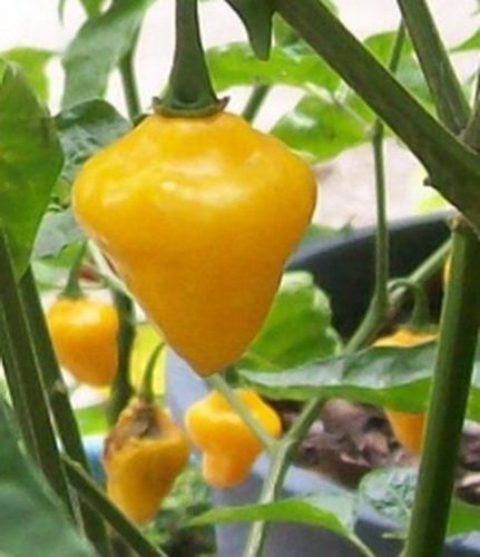 Peperoncino habanero gelbe - "habanero,