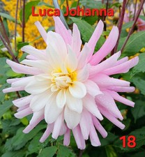 Semi di dalia fiori da