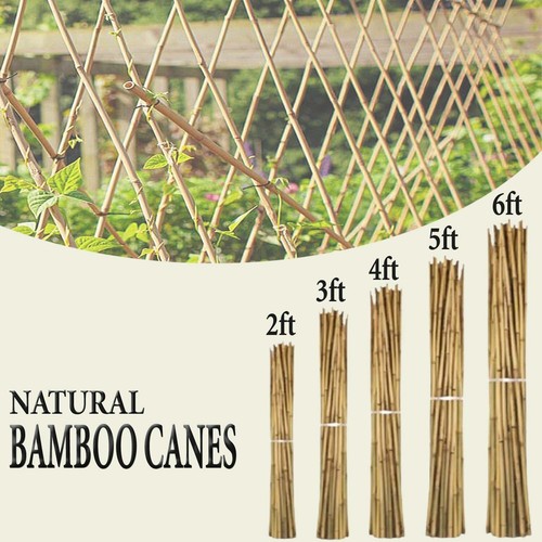 Canne bambù resistenti - bambÙ,