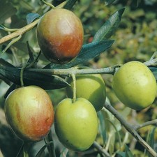 Pianta di ulivo Ascolana oliva