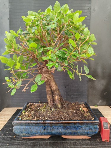 Bonsai quercia sughero - quercia,