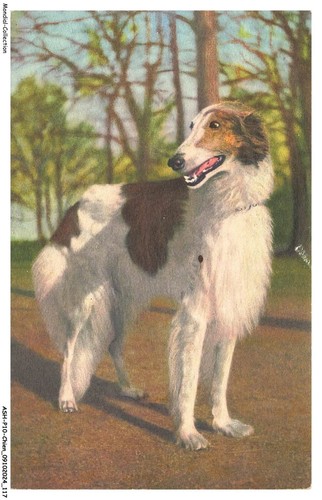 Ashp10 0649 cane - cane, borzoi