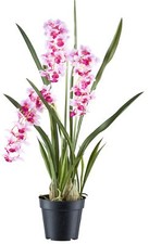 Cymbidie orientalis circa 80