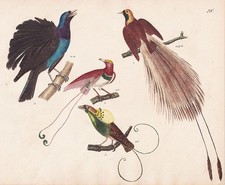 Uccelli Papagallo Litografia