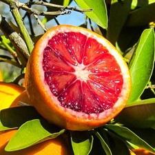 Pianta arancio moro in - pianta,