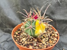 Ferocactus chrysacanthus red - ferocactus,