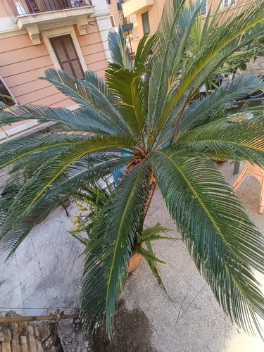 Cycas revoluta palma sago - revoluta,