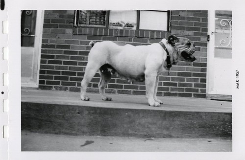 Good boy dog puppy - boy, bulldog