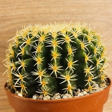 Echinocactus grusonii