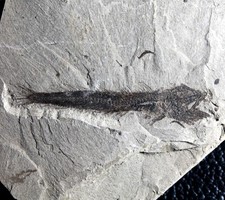 Paleogadus simionescui - ,