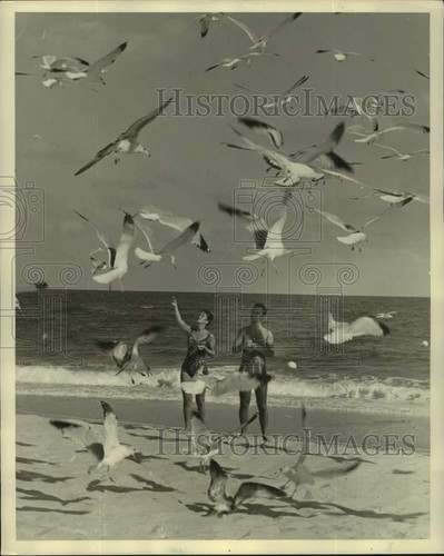 1962 stampa foto gabbiani - stampa,
