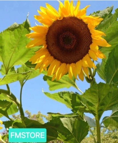 Girasole gigante sunflower - gigante,